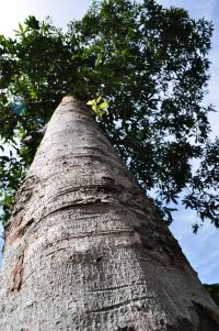 Zimtbaum
